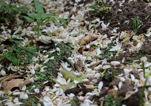 مازندران سرشار از شمیم بهار نارنج