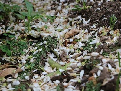 مازندران سرشار از شمیم بهار نارنج