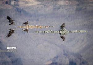 رژیم مهاجرتی پرندگان در مازندران با نابودی منابع غذایی