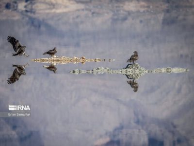 رژیم مهاجرتی پرندگان در مازندران با نابودی منابع غذایی