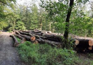 تخریب اراضی «لهاش الیمستان» خنجری دیگر بر پیکر هیرکانی