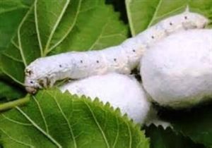 نوغانداری مازندران از پیله در آمد