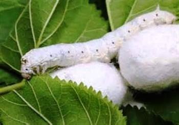 نوغانداری مازندران از پیله در آمد