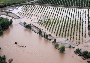 شالی زار می‌زند