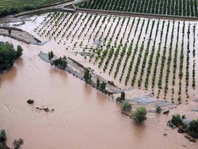 شالی زار می‌زند