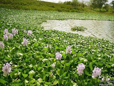 سنبل آبی، جان آببندانهای مازندران را گرفت