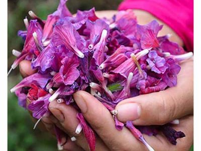 نگین بنفش مازندران اقتصاد را درمان می‌کند