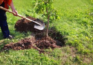 به دست خود درختی می‌نشانم