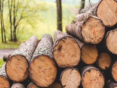 جریمه نقدی، سزای قاچاقچی چوب