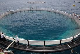 آبزی پروری در دل دریا