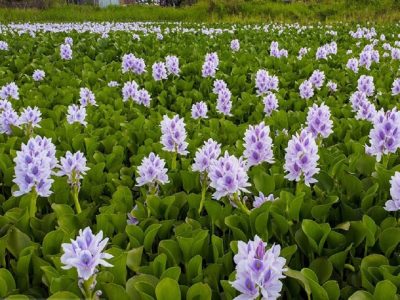 تهاجم شیطانی