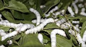 نوغانداری، مرهمی بر اقتصاد روستاییان