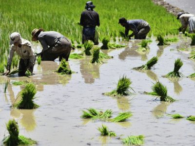 جوانان مازندرانی، دل به مزرعه نمی‌سپارند