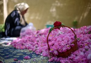 اینجا شکوفهها پول میشود