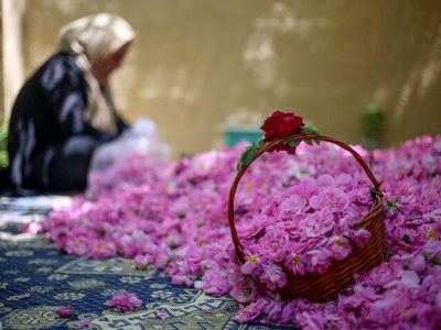 اینجا شکوفهها پول میشود