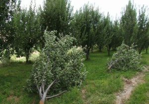 سالانه ۱۵ میلیارد اصله درخت در جهان از بین می رود