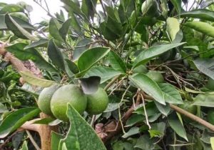 ضربه دلالان به بازار مرکبات مازندران