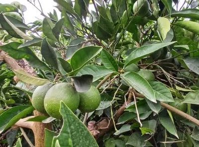 ضربه دلالان به بازار مرکبات مازندران