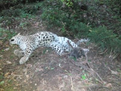 پلنگ در لبه پرتگاه