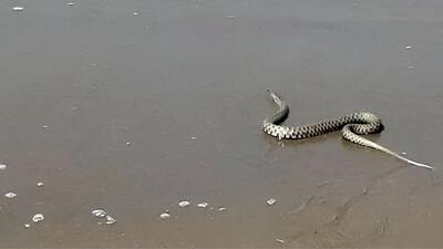 سایه مارهای آبی بر ساحل شیرود