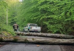 ماجرای قطع ۷۰ اصله درخت در بهشهر و گلوگاه