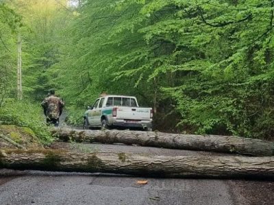 ماجرای قطع ۷۰ اصله درخت در بهشهر و گلوگاه