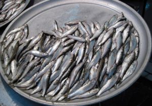 سفرههای شمالی تهی از نعمت ماهی