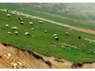 چشمان مرتع به آمدن دام روشن شد