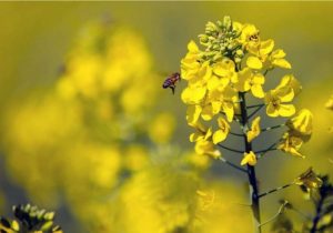 کلزا طلای زرد مزارع