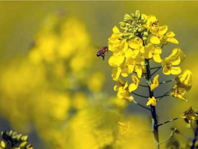 کلزا طلای زرد مزارع