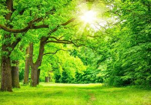 دلتنگی زمین برای فضای سبز