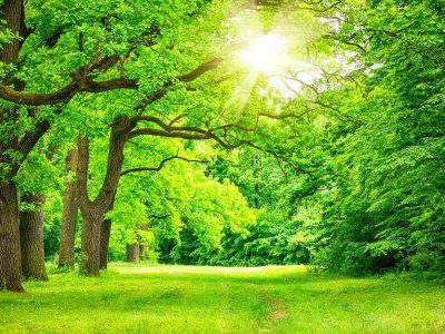 دلتنگی زمین برای فضای سبز