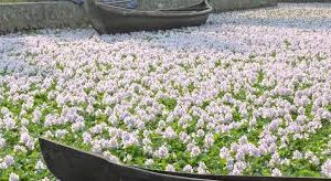 سایه شوم گیاه بی رحم سنبل آبی بر سر آب‌بندان‌ها