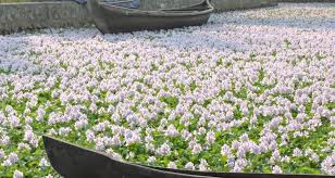 سایه شوم گیاه بی رحم سنبل آبی بر سر آب‌بندان‌ها