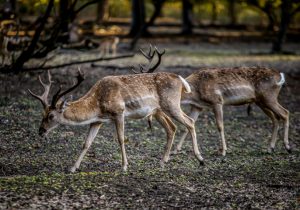 مازندران، میراثی گرانبها برای آیندگان