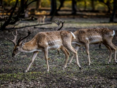 مازندران، میراثی گرانبها برای آیندگان