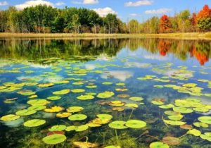 زندگی با تالاب