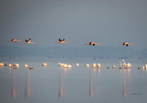 سمفونی پرواز