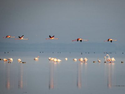 سمفونی پرواز