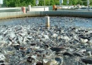 آبزی پروری روی موج توسعه