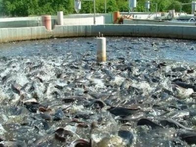 آبزی پروری روی موج توسعه