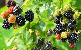 جشنواره تمشک آیینه فرهنگ و هویت مردمان مازندران