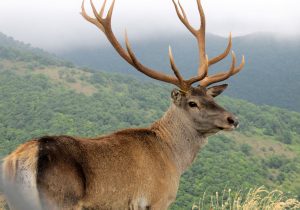 مرال‌ها، میراث ارزشمند جنگل‌های شمال