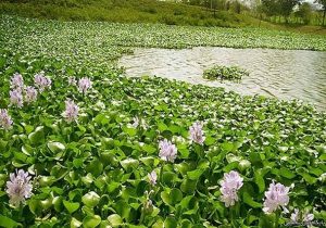 شیطان آبی نفس آب بندان آغوزبن بابل را تنگ کرد!