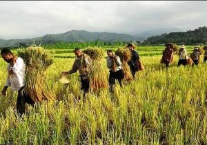 مازندران؛ جایی که گردشگری به مزرعه میرود