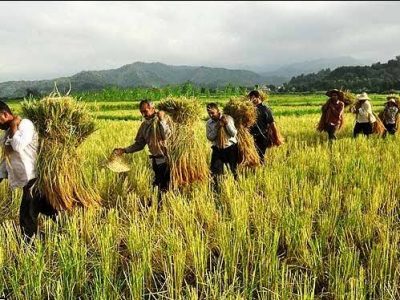 مازندران؛ جایی که گردشگری به مزرعه میرود