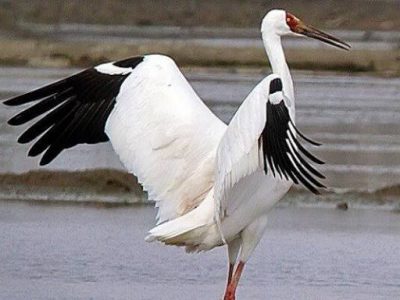 امیدی که دیگر به خانه بازنگشت