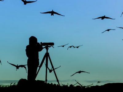 بالهای گردشگری در آسمان شمال