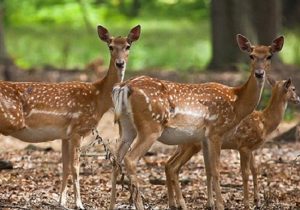 طبیعت زخمی است