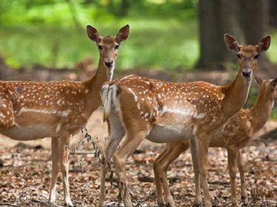 طبیعت زخمی است